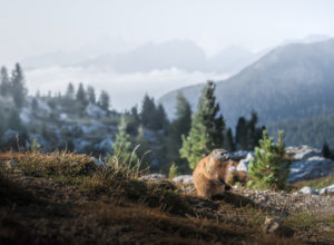 A marmot in front of mountain ranges that protrude from a sea of fog in the valley near Cinque Torri in the Dolomites, South Tyrol, Italy A marmot in front of mountain ranges that protrude from a sea of fog in the valley near Cinque Torri in the Dolomites, South Tyrol, Italy