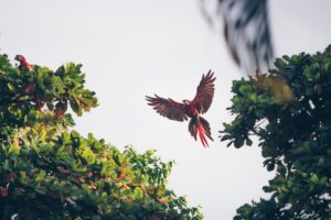 Macaws having breakfast in the morning near Corcovado National Park in Puerto Jimenez, Costa Rica Macaws having breakfast in the morning near Corcovado National Park in Puerto Jimenez, Costa Rica