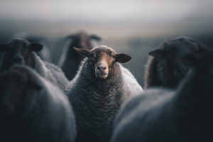 Inquisitive flock of sheep near Nolle, Lower Saxony. Inquisitive flock of sheep near Nolle, Lower Saxony.