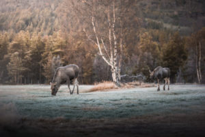 Elk family at Skibotn, Norway in sunrise Elk family at Skibotn, Norway in sunrise