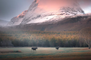 Elk family at Skibotn, Norway in sunrise Elk family at Skibotn, Norway in sunrise