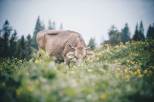 An alpine cow looks directly into the camera surrounded by mountain flowers in Austria. Trees can be seen out of focus in the background An alpine cow looks directly into the camera surrounded by mountain flowers in Austria. Trees can be seen out of focus in the background