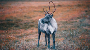 A young reindeer in an autumn meadow looks to the left at Kilpisjärvi, Finland A young reindeer in an autumn meadow looks to the left at Kilpisjärvi, Finland