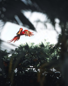 Macaw in Puerto Jimenez, Costa Rica photographed in flight through leaves and trees, natural frame Macaw in Puerto Jimenez, Costa Rica photographed in flight through leaves and trees, natural frame