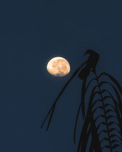 Bird in Costa Rica on a branch apparently looks at the moon in the background Bird in Costa Rica on a branch apparently looks at the moon in the background