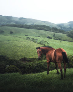 A wild, brown horse in the farmed plateaus of the inland of Costa Rica A wild, brown horse in the farmed plateaus of the inland of Costa Rica