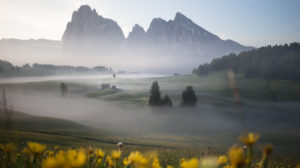 Sunrise over the Seiser Alm / Alpe di Siusi in the Dolomites, South Tyrol, Italy. Fog obscures the individual forest sections and alpine huts. Yellow flowers in the foreground Sunrise over the Seiser Alm / Alpe di Siusi in the Dolomites, South Tyrol, Italy. Fog obscures the individual forest sections and alpine huts. Yellow flowers in the foreground