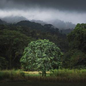 Tropenwälder in Costa Rica im Vordergrund ein isolierter Baum vor verschiedenen Schichten der Tropenwälder Tropenwälder in Costa Rica im Vordergrund ein isolierter Baum vor verschiedenen Schichten der Tropenwälder