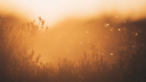 Insects in the sunset on a lake near Nordhorn between bushes / bokeh Insects in the sunset on a lake near Nordhorn between bushes / bokeh