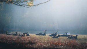 Deer and roe deer at sunrise in a wildlife park near Bonn. Silhouettes, haze, autumn Deer and roe deer at sunrise in a wildlife park near Bonn. Silhouettes, haze, autumn