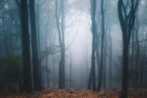 Fog in the morning on the Mount of Olives in Koenigswinter / Bonn Fog in the morning on the Mount of Olives in Koenigswinter / Bonn