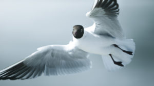 Finnland, Möwe in Seurasaari bei Helsinki schaut im Vorbeiflug in die Kamera Finnland, Möwe in Seurasaari bei Helsinki schaut im Vorbeiflug in die Kamera