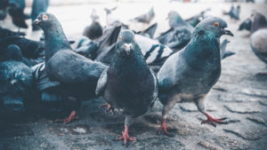 A group of pigeons in Amsterdam, the Netherlands A group of pigeons in Amsterdam, the Netherlands