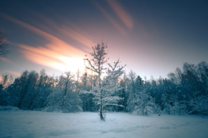 Sunset in winter in Turku, Finland. Single tree in the middle Sunset in winter in Turku, Finland. Single tree in the middle