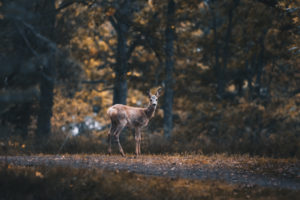 Young deer in Ruissalo, Finland in the evening hours Young deer in Ruissalo, Finland in the evening hours