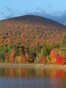 Autumn colors, maple leaves turning red after first frost Autumn colors, maple leaves turning red after first frost