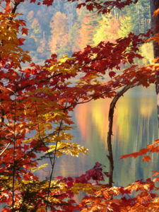 Autumn colors, trees turning red and yellow after first frost Autumn colors, trees turning red and yellow after first frost