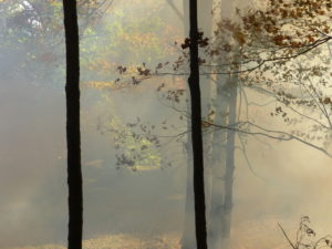 Forest fire, caused by accidentally overturned hot barbecue, is being extinguished by Woodstock Fire Department Forest fire, caused by accidentally overturned hot barbecue, is being extinguished by Woodstock Fire Department