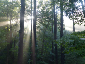 Morning light shining through the forest Morning light shining through the forest
