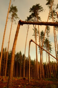 Czech Republic. Dobra Voda. Due to bark beetle infestation the entire, predominantly spruce forest, is being cut down. As a result, the remaining pine trees are easy target to strong winds Czech Republic. Dobra Voda. Due to bark beetle infestation the entire, predominantly spruce forest, is being cut down. As a result, the remaining pine trees are easy target to strong winds