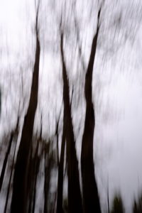 Blurred images of maple trees photographed in time exposure during up and down motion Blurred images of maple trees photographed in time exposure during up and down motion