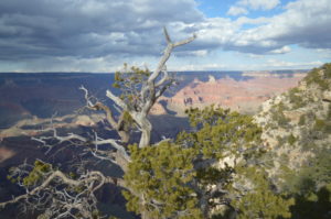 Nearly two billion years of Earth's geological history can be seen at Grand Canyon National Park, Arizona. Canyon photographed with dead tree. UNESCO World Heritage Site Nearly two billion years of Earth's geological history can be seen at Grand Canyon National Park, Arizona. Canyon photographed with dead tree. UNESCO World Heritage Site