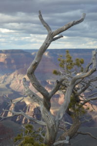 Nearly two billion years of Earth's geological history can be seen at Grand Canyon National Park, Arizona. Canyon photographed with dead tree. UNESCO World Heritage Site Nearly two billion years of Earth's geological history can be seen at Grand Canyon National Park, Arizona. Canyon photographed with dead tree. UNESCO World Heritage Site