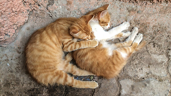 two sleeping kittens two sleeping kittens