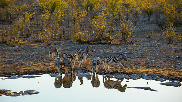 Zebras at the waterhole Zebras at the waterhole