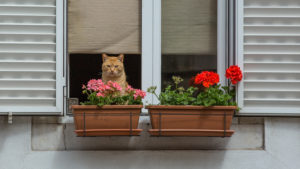 Cat in the window behind flower boxes Cat in the window behind flower boxes