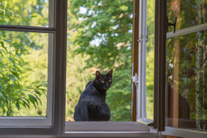 black cat sits by the open window black cat sits by the open window