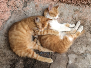 two sleeping cats two sleeping cats