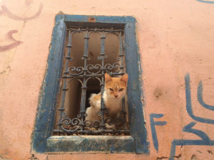Cat in the window Cat in the window
