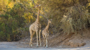 Giraffes in the Purros area Giraffes in the Purros area