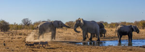 Elephants at the water hole Elephants at the water hole