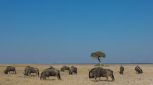 Wildebeest herd in the Etoshe pan Wildebeest herd in the Etoshe pan