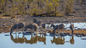 Zebra herd at the waterhole Zebra herd at the waterhole