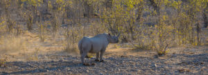 white rhinoceros white rhinoceros