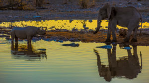 Rhinoceros and elephant at the waterhole Rhinoceros and elephant at the waterhole