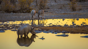 Rhinoceros and zebras at the waterhole Rhinoceros and zebras at the waterhole