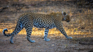 Leopard in the AfriCat FOundation Leopard in the AfriCat FOundation