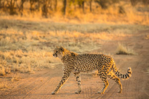 Cheetah in the AfriCat Foundation Cheetah in the AfriCat Foundation
