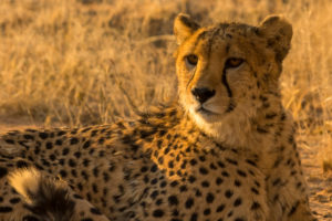 Cheetah in the AfriCat Foundation Cheetah in the AfriCat Foundation