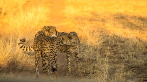 Cheetahs in the AfriCat Foundation Cheetahs in the AfriCat Foundation