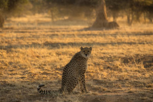 Cheetah in the AfriCat Foundation Cheetah in the AfriCat Foundation