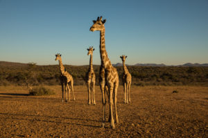 Giraffes near Windhoeck Giraffes near Windhoeck
