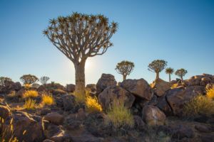 Quiver Tree Forest at Keetmanshoop Quiver Tree Forest at Keetmanshoop