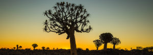 Quiver Tree Forest at Keetmanshoop Quiver Tree Forest at Keetmanshoop
