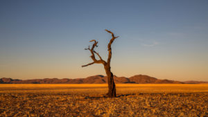 Evening mood with a dried up tree, Evening mood with a dried up tree,