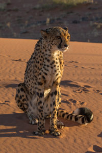 Cheetah in the Tiras Mountains at the Kanaan Na'an kiss Desert Retreat Cheetah in the Tiras Mountains at the Kanaan Na'an kiss Desert Retreat